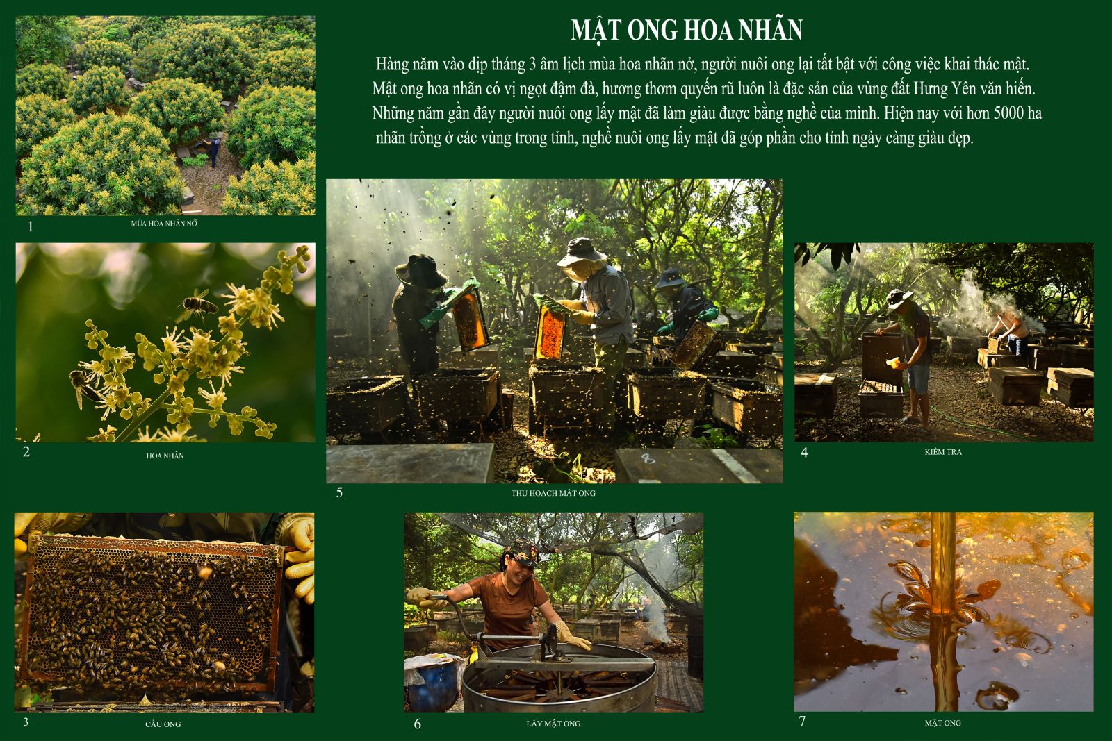 Tác phẩm: "Mật ong hoa nhãn", tác giả Ngô Vi Quang