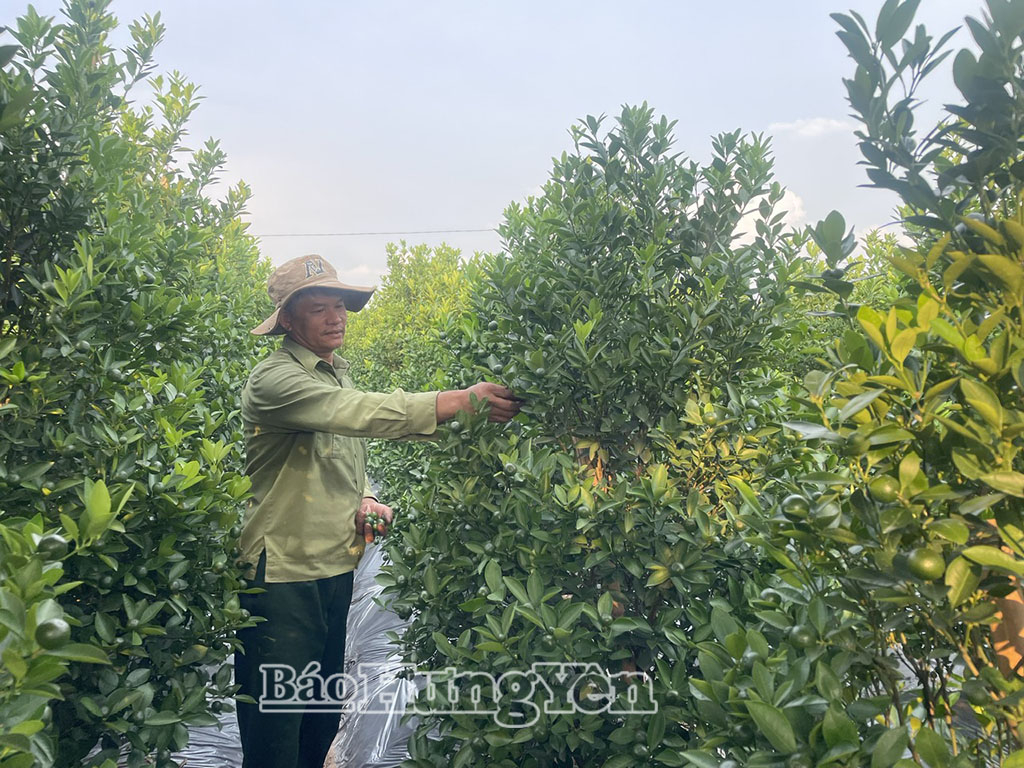 Xã Hoàn Long: Chăm sóc hoa, cây cảnh phục vụ thị trường cuối năm