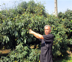 Vải lai chín sớm Phù Cừ sẽ "trễ hẹn"