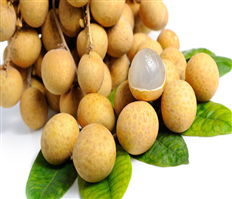 Về Hưng Yên thưởng thức nhãn sớm