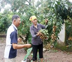Thăm những HTX sản xuất, tiêu thụ nhãn