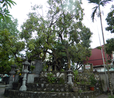 Những cây nhãn cổ ở Hưng Yên