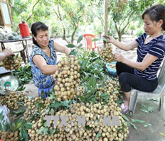 Hưng Yên bác bỏ thông tin giá nhãn ế ẩm 4.000 đồng/kg