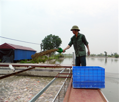 Mô hình nuôi cá "sông trong ao" đem lại hiệu quả cao ở Hưng Yên
