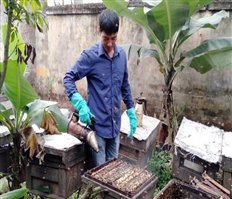 Hưng Yên mùa mật ong hoa nhãn
