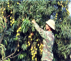 Chùm ảnh: Vải Phù Cừ