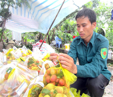 Ngọt lành vải sạch Phù Cừ