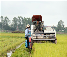 “Mùa vàng” Hưng Yên