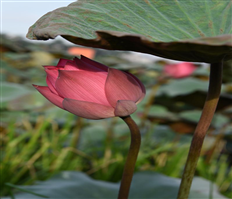 Hương sen xứ Nhãn