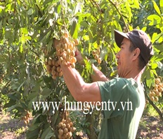 Nhãn sớm ở vùng nhãn lồng Nễ Châu được giá