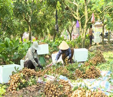 Nhãn VietGap giúp nông dân tăng thu nhập