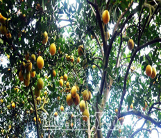 Ngọt lành cam Hưng Yên