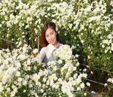 Rộn rã những vườn cúc họa mi ở Hưng Yên