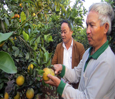 Hưng Yên tập trung tái cơ cấu sản xuất nông nghiệp