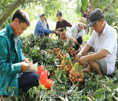 Hưng Yên: Xây dựng mô hình HTX nông nghiệp gắn với vùng chuyên canh, mở rộng thương hiệu nông sản
