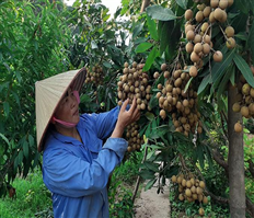 Tìm hướng tiêu thụ quả nhãn tươi
