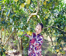 Xúc tiến tiêu thụ sản phẩm cam Hưng Yên