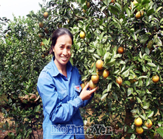 Thơm ngon cam đồng tiền