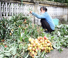 Phù Cừ mùa vải chín