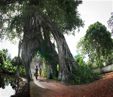 Những cây đa di sản ở Hưng Yên
