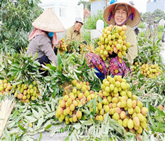 Vải lai chín sớm Phù Cừ được mùa, được giá