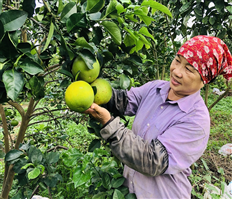 Ngọt, thơm cam lòng vàng trên đồng đất Phù Cừ