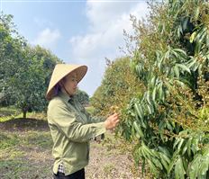 Phù Cừ sản xuất vải theo tiêu chuẩn VietGAP
