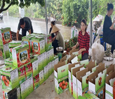 Vải trứng Hưng Yên được mùa, được giá