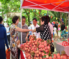 Vụ vải 2023 tiêu thụ thuận lợi, bán được giá