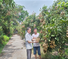Bài 3: Lưu giữ, nhân rộng giống nhãn quý