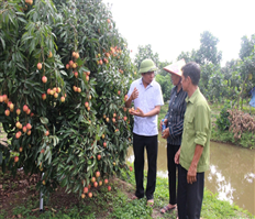 Sản xuất gắn với tiêu thụ nông sản chủ lực