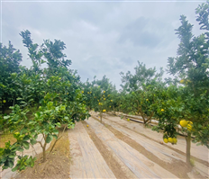 Bưởi Hoàng - Trái ngọt mùa thu