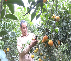 Cam đường canh vụ Tết được giá
