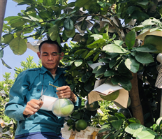 Nông dân Văn Giang vào mùa ghép quả trên cây bưởi cảnh