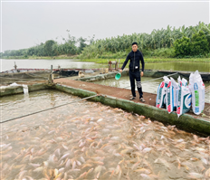 Phát triển bền vững nghề nuôi cá lồng trên sông