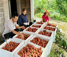 Một vụ vải thắng lợi toàn diện