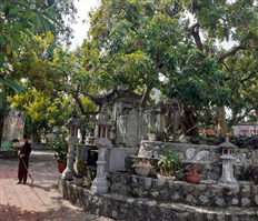 Bảo tồn và phát triển các giống nhãn cổ Hưng Yên