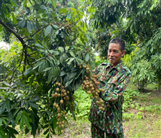 Mùa nhãn chín