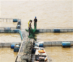 Hội Nông dân xã Phú Cường hỗ trợ hội viên phát triển kinh tế