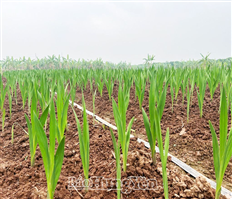 Trồng hoa lay-ơn cho hiệu quả kinh tế cao