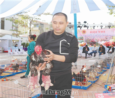 Giữ gìn thương hiệu gà Ðông Tảo