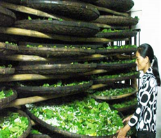 Tằm Quảng Châu