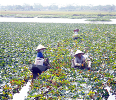 Củ ấu