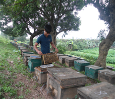 Mật ong