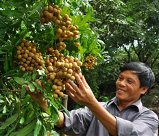 Nhãn Lồng