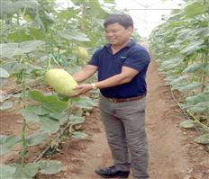 Hưng Yên: Trồng dưa an toàn, bán luôn "cháy hàng"