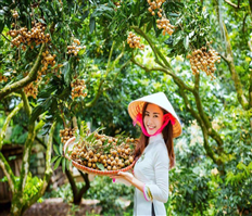 Phát huy hiệu quả chỉ dẫn địa lý Nhãn lồng Hưng Yên