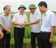 Lãnh đạo UBND tỉnh kiểm tra sản xuất nông nghiệp